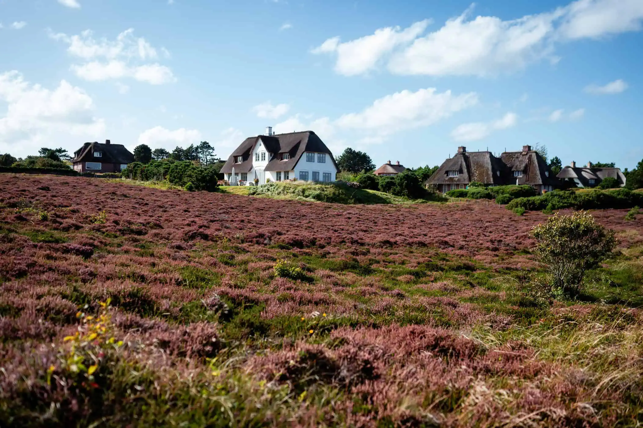 Reetdachhäuser in der Braderuper Heide