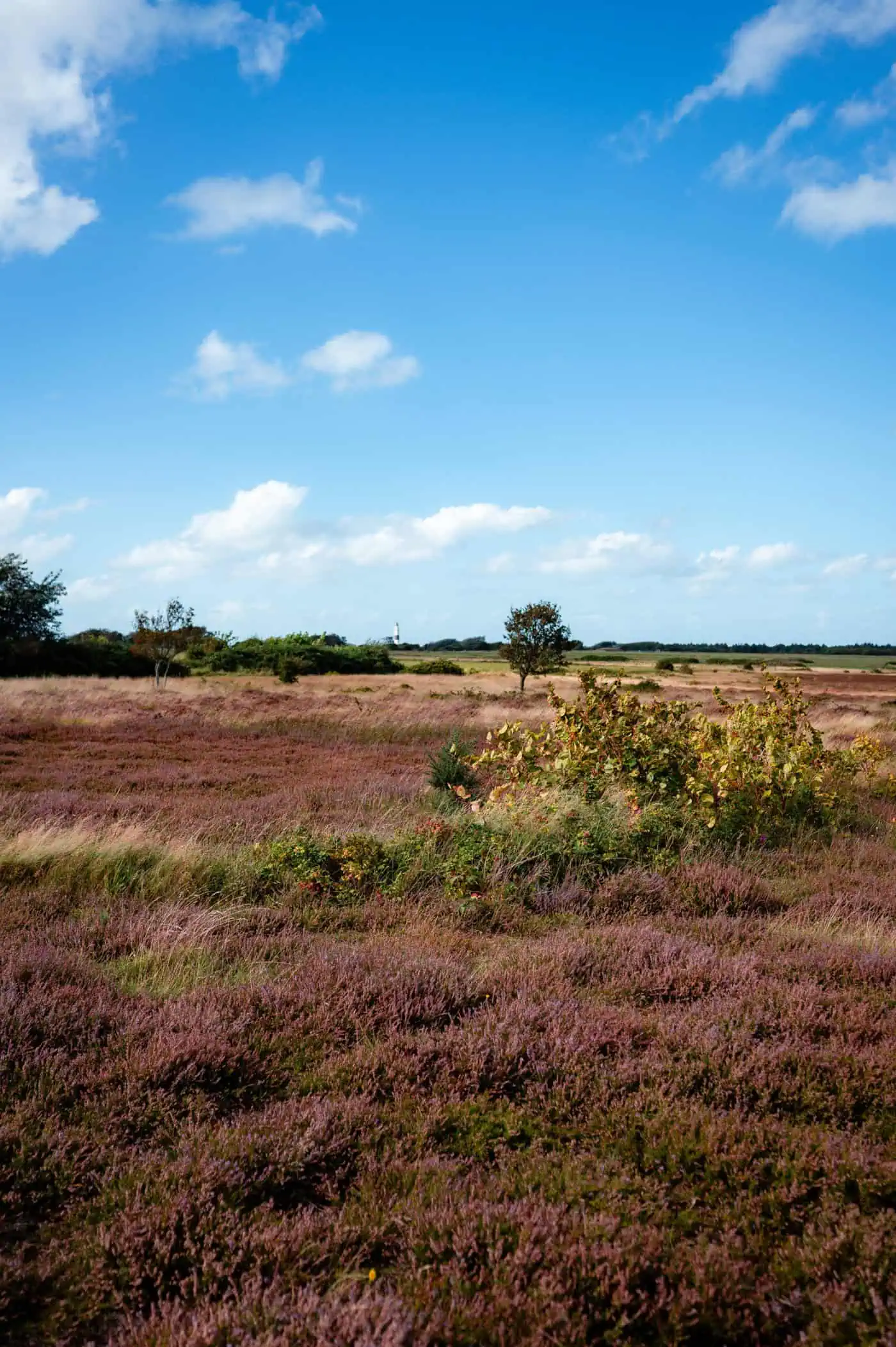 Kampener Leuchtturm vor Heidelandschaft