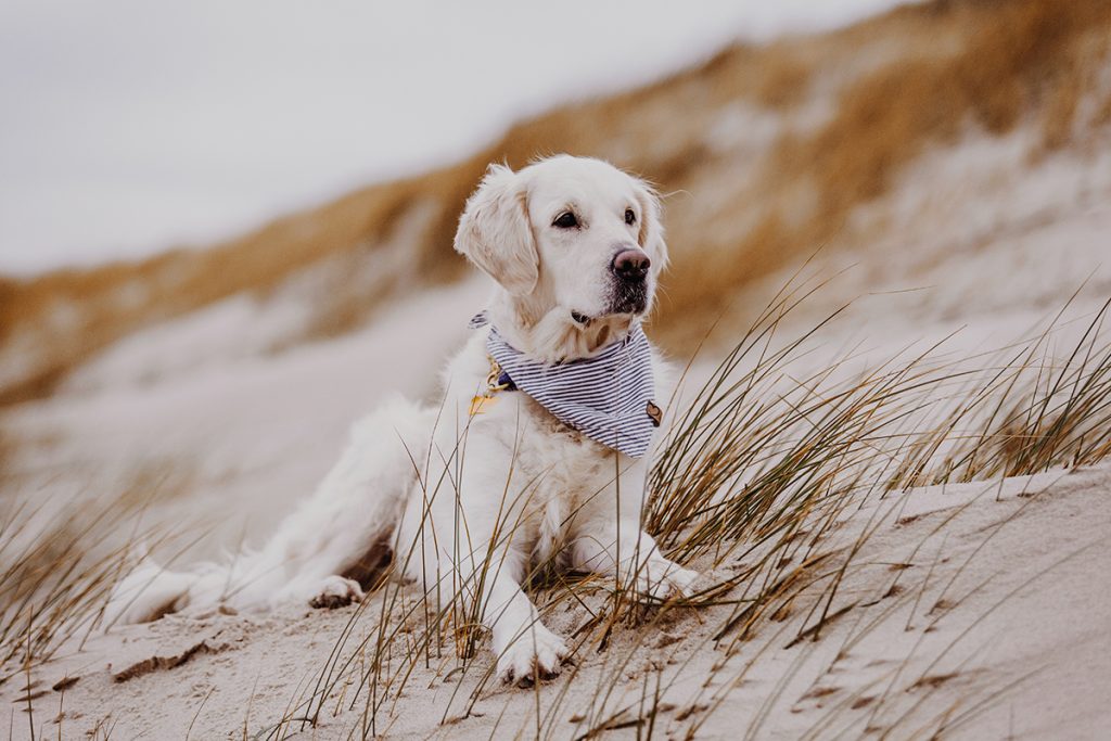 Sylt mit Hund: Hundefreundliche Strände auf Sylt