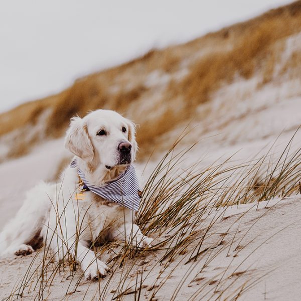 Sylt mit Hund