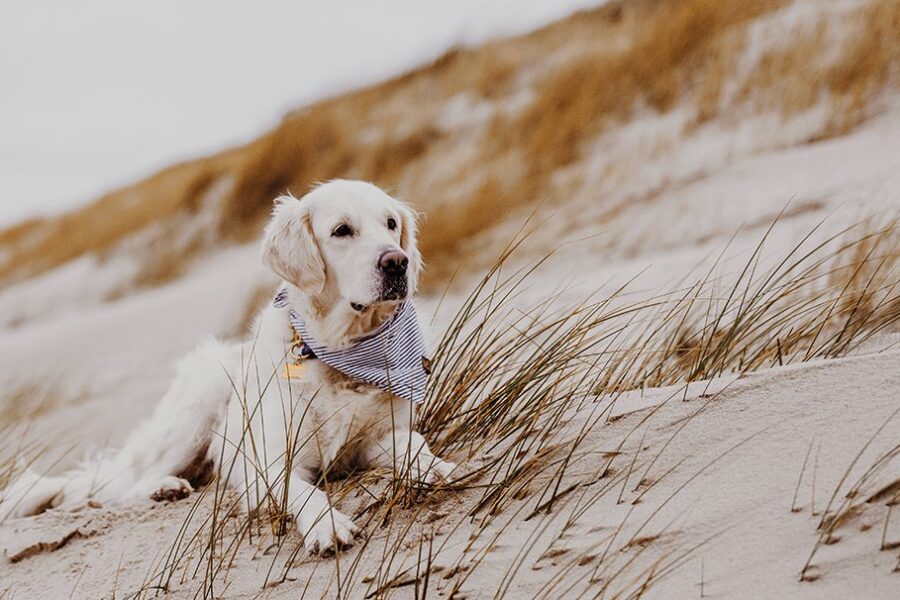 Sylt mit Hund: Tipps und Adressen