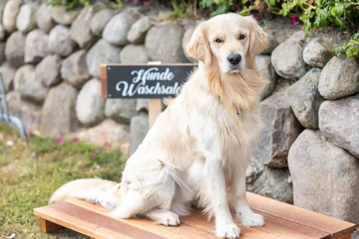 Hotel Strandvogtei Sylt: Hunde sind erlaubt