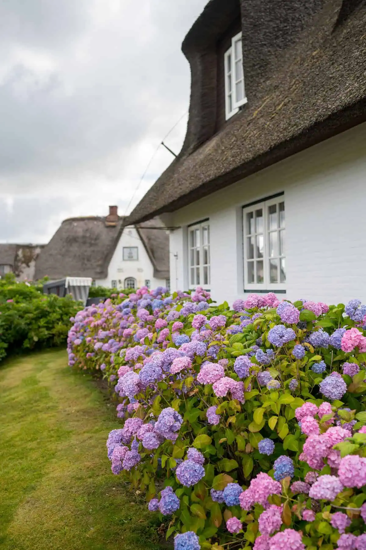 Hortensionen vor dem Hotel Alte Strandvogtei in Rantum auf Sylt