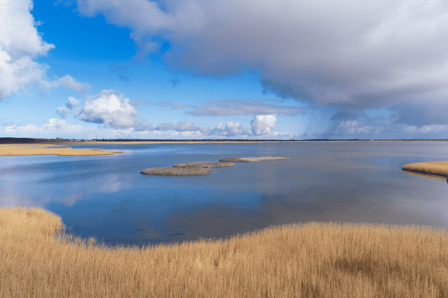 Naturschutzprojekt Blancpain am Rantumbecken auf Sylt