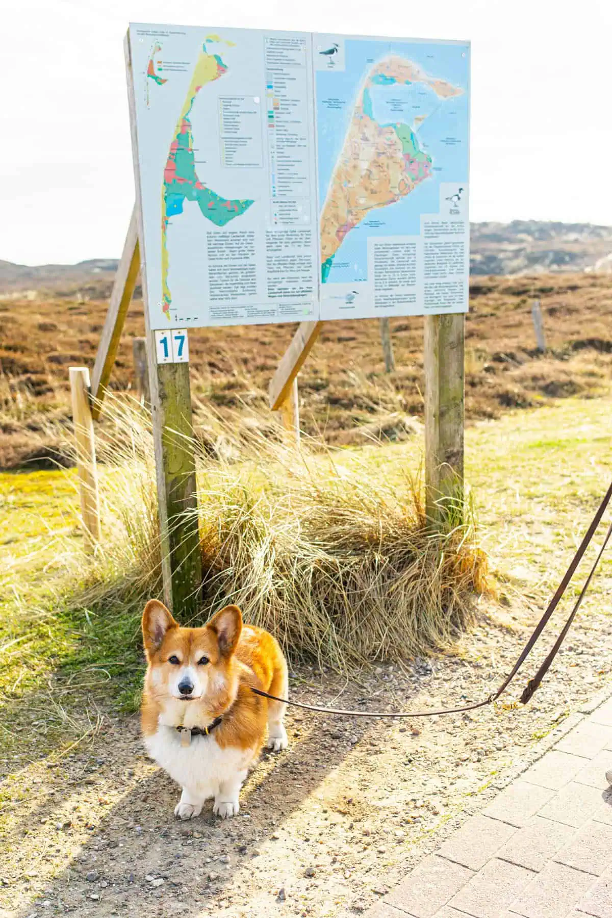 Aktivitäten mit Hund auf Sylt: Wanderwege erkunden