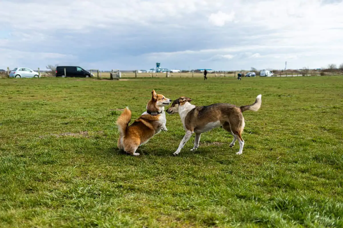 Aktivitäten mit Hund auf Sylt: Freilaufflächen